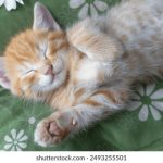 自拍在线观看 6yjf7d